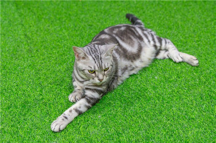 Home 模板1 20 Pets Turf (2)