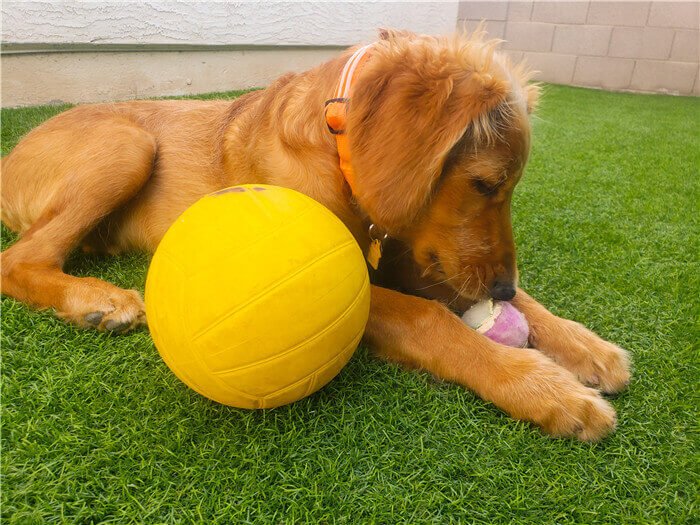 Home 模板1 17 Pets Turf (5)