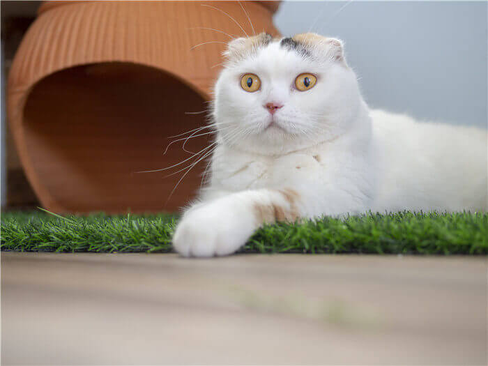 Home 模板1 16 Pets Turf (6)