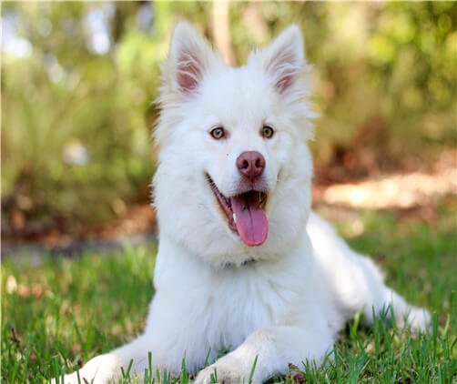 Dog Lay in Our Pets Grass