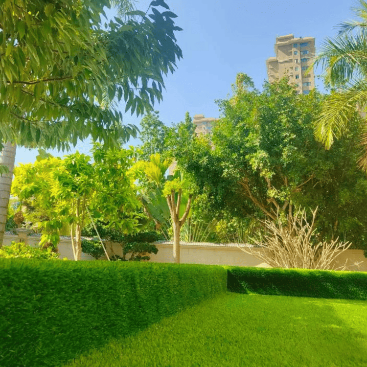 Garden path with Trees and turf.