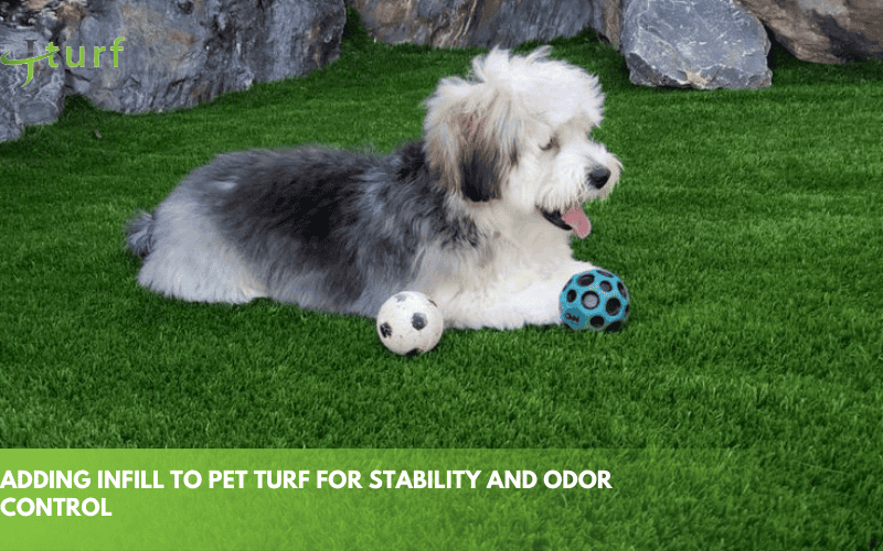 Can I Install Pet Turf Myself? Step-by-Step Guide to Installing Pet Turf 2 adding infill to pet turf for stability and odor control