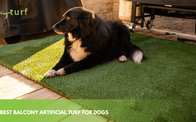 Artificial Turf for Dogs: A Complete Guide for Pet Owners 2 best balcony artificial turf for dogs