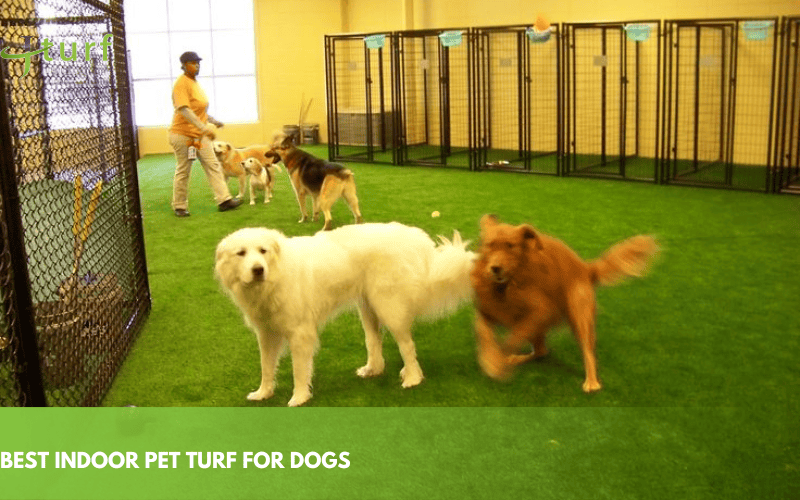 Artificial Turf for Dogs: A Complete Guide for Pet Owners 3 best indoor pet turf for dogs