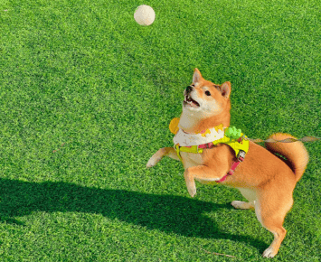 Commercial 7 commercial artificial grass for pets with a playful dog enjoying a ball in a safe and durable outdoor space