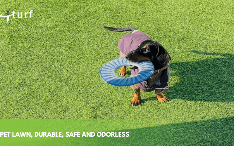 Why Artificial Grass Is a Great Option for Dogs: A Pet-Friendly Choice 1 dog playing with frisbee on synthetic grass outdoor pet friendly turf low maintenance durable backyard space