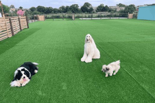 dogs playing on synthetic grass lawn in spacious outdoor area surrounded by wooden fence for pet friendly environment