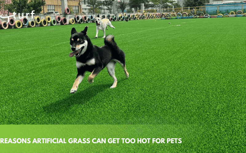 Too Hot for Paws? The Truth About Artificial Grass & Dogs 1 reasons artificial grass can get too hot for pets
