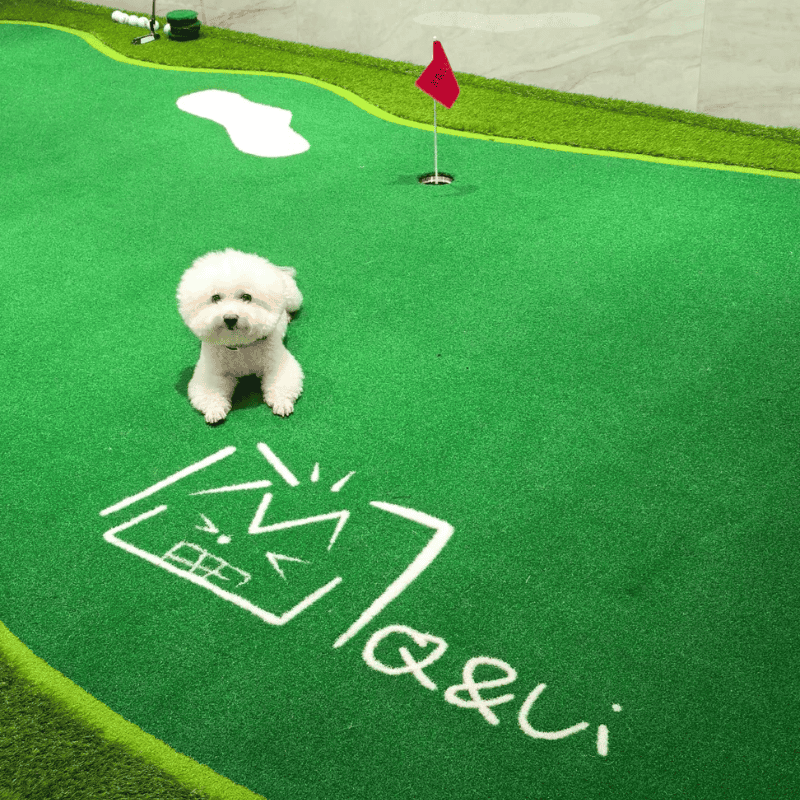 Indoor 10 small dog on synthetic grass putting green with red flag and golf balls in home or office setting