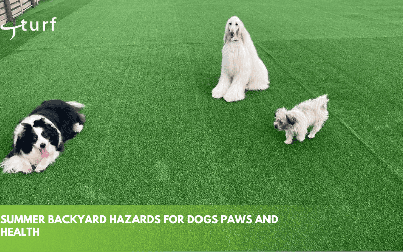 Too Hot for Paws? The Truth About Artificial Grass & Dogs 2 summer backyard hazards for dogs paws and health