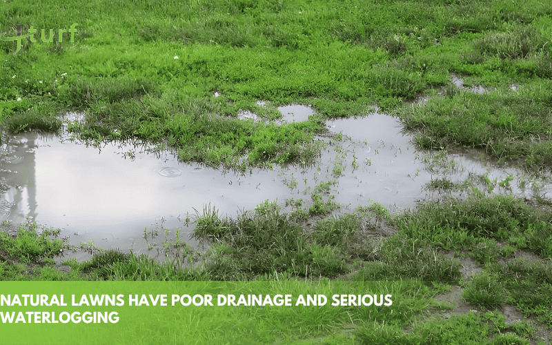 Does Artificial Turf Drain Well? Everything About Turf Drainage Systems 3 waterlogged natural lawn showing poor drainage before artificial turf installation