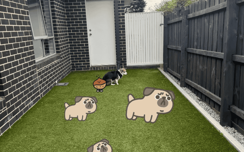 Dog on backyard artificial grass used as pet potty area