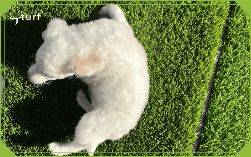 Small white dog resting on artificial turf under direct sunlight