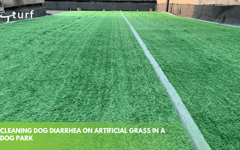 cleaning dog diarrhea on artificial grass in a dog park