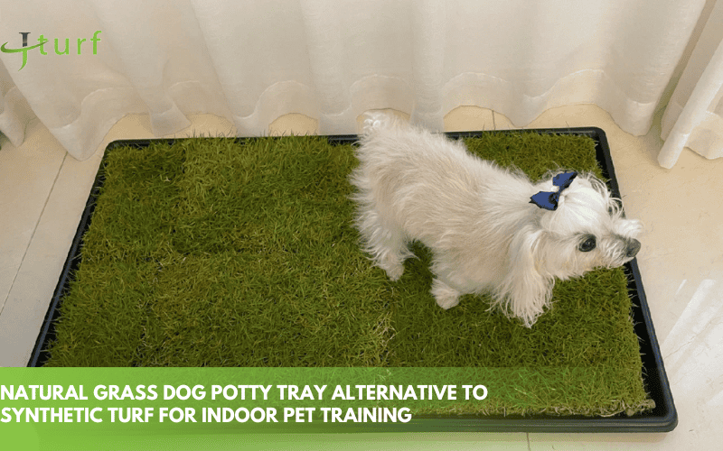 Bandeja de césped natural para el baño de perros, alternativa al césped sintético para el entrenamiento de mascotas en interiores.