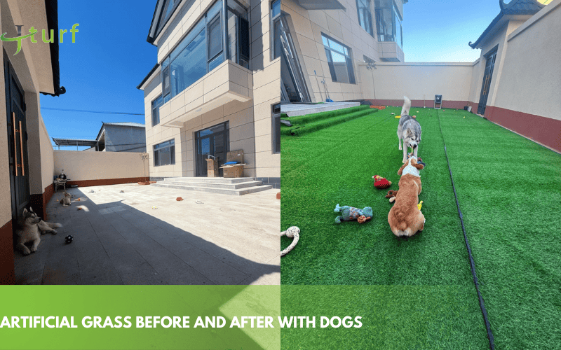 Césped artificial antes y después con perros
