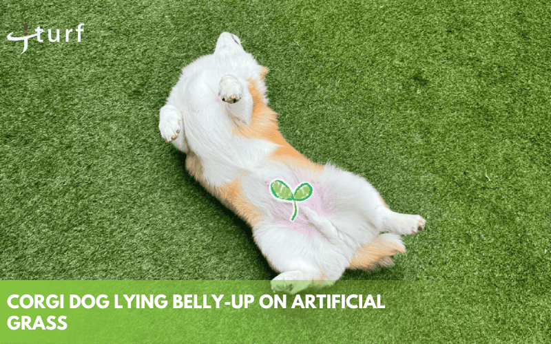 corgi dog lying belly up on artificial grass surface