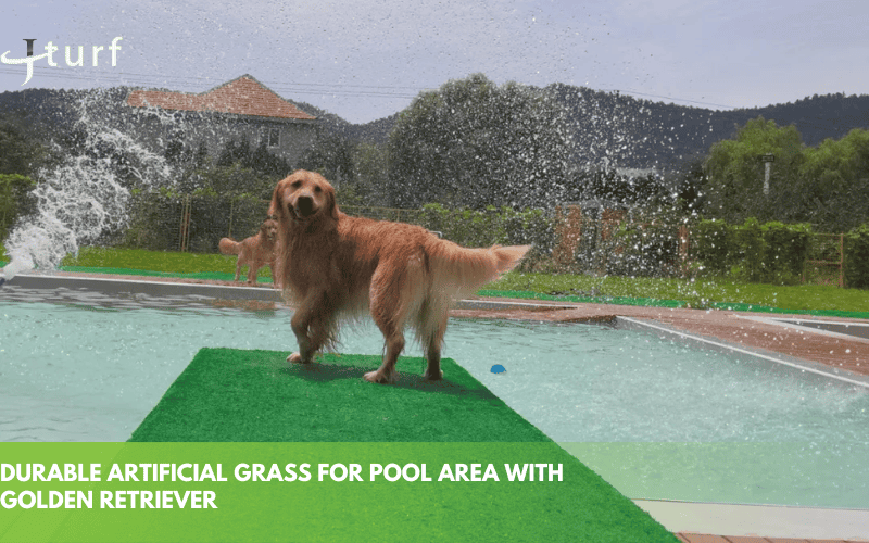 durable artificial grass for pool area with golden retriever