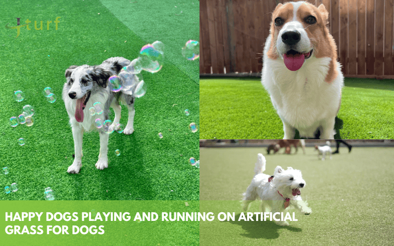 happy dogs running and playing on artificial grass for dogs