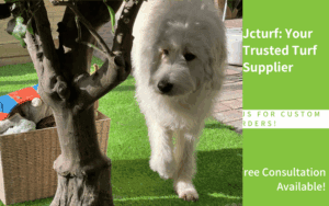 large white dog standing on artificial grass in shaded patio