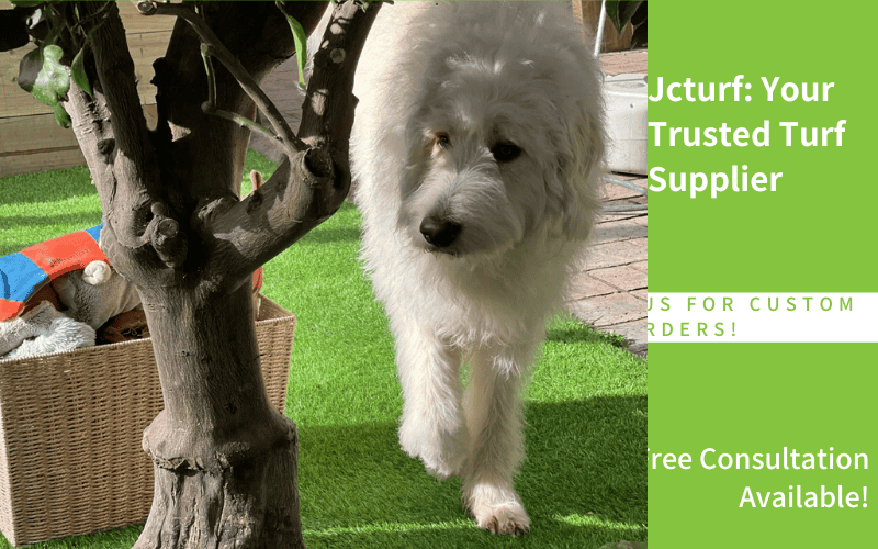 large white dog standing on artificial grass in shaded patio