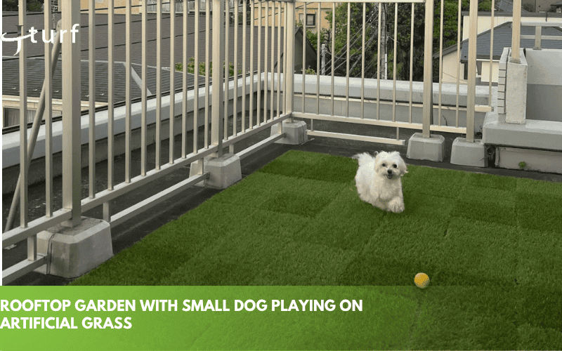 rooftop garden with small dog playing on artificial grass