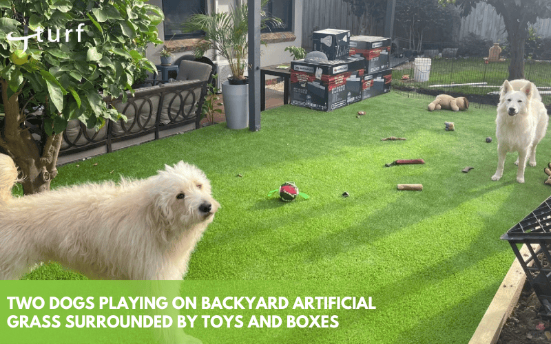 two dogs playing on backyard artificial grass with toys and