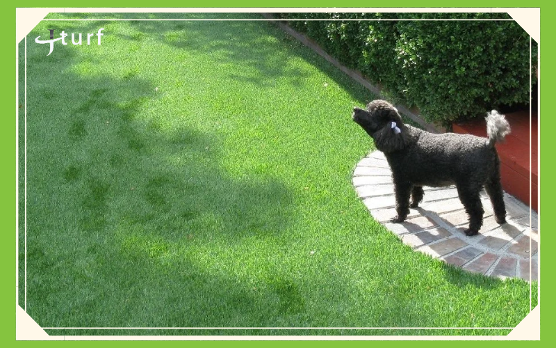 A black poodle stands on a stone patio, looking up toward greenery in a sunny, well-kept yard.