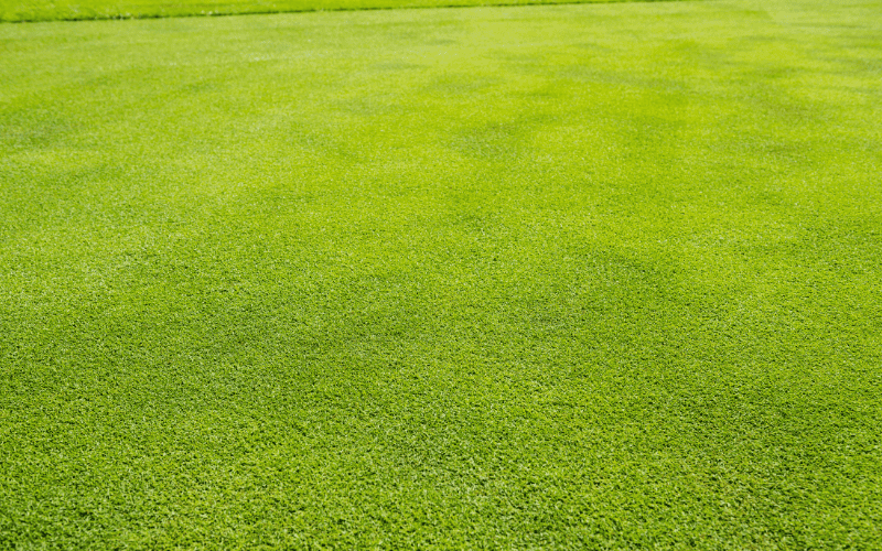 césped de putting green césped de putting green